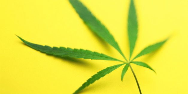 Hemp leaf (Cannabis sativa) against yellow background (defocussed)