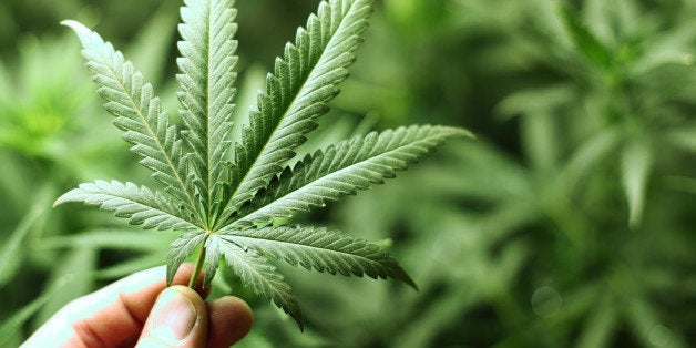 cannabis background