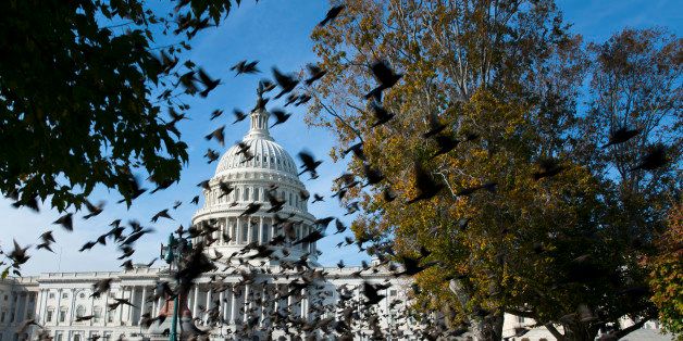 UNITED STATES - Oct 28: Brown-headed Cowbird's that are in their migration now fill the sky on the East Front Plaza of the U.S. Capitol and appeared to be the only movement on Capitol Hill today as the Senate is due back tomorrow. (Photo By Douglas Graham/CQ Roll Call)