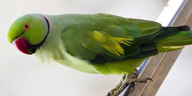 A rose-ringed parakeet is pictured on a balcony in the coastal Israeli city of Netanya, north of Tel Aviv, on September 05, 2