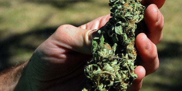 Sebastian Romero (24) shows a flower of a Cannabis sativa (marijuana) plant in El Pinar, 36 km east of Montevideo, on Novembe