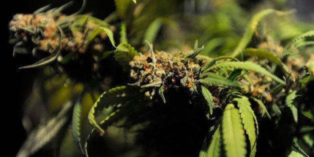 DENVER, CO - APRIL 21: A marijuana plant at the Organic Growers Solutions during the High Times US Cannabis Cup at the Exdo C