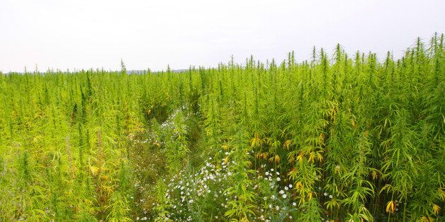 hemp cannabis field in france