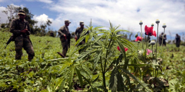 Mexican soldiers stand amidst poppy flowers and marijuana plants during an operation at Petatlan hills in Guerrero state, Mexico on August 28, 2013. Mexico is being whipped by a drug cartels war disputing their place and the trafficking to the United States with unusual ferocity and sophisticated wepaons. AFP PHOTO/Pedro Pardo (Photo credit should read Pedro PARDO/AFP/Getty Images)