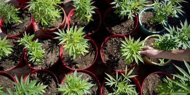 A man touches marijuana plants at a farm near Medellin, Antioquia department, Colombia on October 3 , 2012. A bicycle ride ag