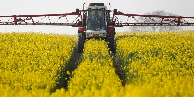 A farmer uses a Bateman crop sprayer, produced by Bateman Engineering Ltd., to spray a field of rapeseed crops in Basildon, U