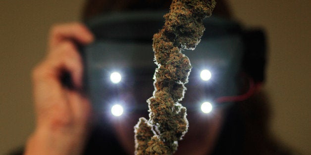 ASPEN, CO - APRIL 18: A woman looks over stem-full of marijuana buds with a special illuminated magnifier at the Cannabis Cro