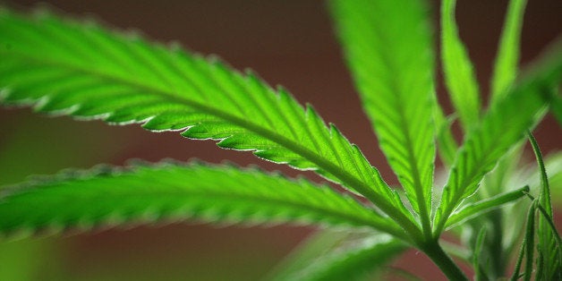 LOS ANGELES, CA - JULY 25: Marijuana plants grow at Perennial Holistic Wellness Center medical marijuana dispensary, which opened in 2006, on July 25, 2012 in Los Angeles, California. The Los Angeles City Council has unanimously voted to ban storefront medical marijuana dispensaries and to order them to close or face legal action. The council also voted to instruct staff to draw up a separate ordinance for consideration in about three months that might allow dispensaries that existed before a 2007 moratorium on new dispensaries to continue to operate. It is estimated that Los Angeles has about one thousand such facilities. The ban does not prevent patients or cooperatives of two or three people to grow their own in small amounts. Californians voted to legalize medical cannabis use in 1996, clashing with federal drug laws. The state Supreme Court is expected to consider ruling on whether cities can regulate and ban dispensaries. (Photo by David McNew/Getty Images)