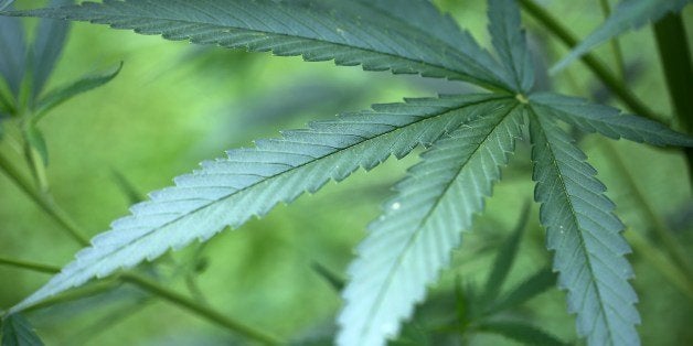 This photo taken on July 15, 2014 shows a cannabis plant growing in a garden in Cologne, Germany. A German court ruled for the first time on July 22 that seriously ill patients may grow their own marijuana for medical purposes in certain cases. AFP PHOTO / DPA / OLIVER BERG /GRMANY OUT (Photo credit should read OLIVER BERG/AFP/Getty Images)