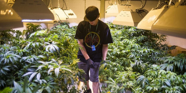 DENVER, CO - AUGUST 13: Steve Herin, Master Grower at Incredibles, works on repotting marijuana plants in the grow facility on Wednesday, August 13, 2014 in Denver, Colorado. Higher than expected demand for marijuana edibles is pushing several Colorado manufacturers, like Incredibles, to expand their operations. (Photo by Kent Nishimura/The Denver Post via Getty Images)