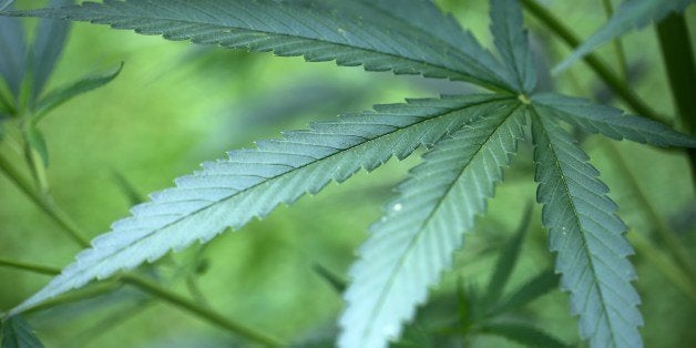 This photo taken on July 15, 2014 shows a cannabis plant growing in a garden in Cologne, Germany. A German court ruled for th