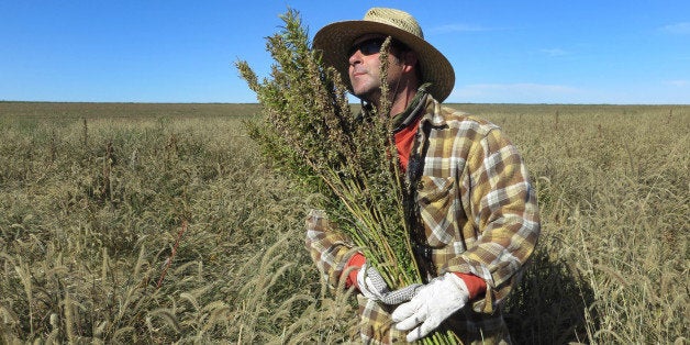 In this Oct. 5, 2013 photo, Derek Cross, a chef who specializes in cooking with hemp, helps harvest the plant in Springfield, Colo. Although it canât be grown under federal drug law, about two dozen Colorado farmers grew marijuanaâs non-intoxicating cousin in the summer. This is the first known harvest of the industrial version of Cannabis sativa in the U.S. since the late 1950s. (AP Photo/Kristen Wyatt)