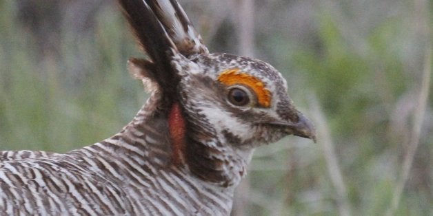 A male lesser prairie chicken is seen in Edwards County, Kan., April 18, 2012. The federal government designates the lesser prairie-chicken as threatened, prompting praise from environmentalists and threats of defiance from lawmakers, land owners and businesses in the bird's five-state habitat. (Michael Pearce/Wichita Eagle/MCT via Getty Images)