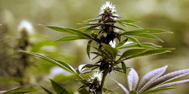 In this photo taken Tuesday, Jan. 13, 2015, a flower nearly ready for harvest sits atop a mature marijuana plant at the Pione