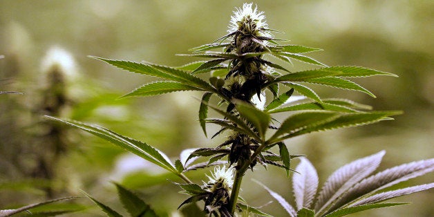 In this photo taken Tuesday, Jan. 13, 2015, a flower nearly ready for harvest sits atop a mature marijuana plant at the Pioneer Production and Processing marijuana growing facility in Arlington, Wash. Washingtonâs second-in-the-nation legal marijuana market opened last summer to a dearth of weed, with some stores periodically closed because they didnât have pot to sell and prices were through the roof. Six months later, the equation has flipped, bringing serious growing pains to the new industry. Prices are starting to come down in the stateâs licensed pot shops, but due to a glut, growers are struggling to sell their marijuana. (AP Photo/Elaine Thompson)