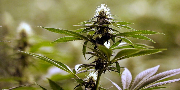 FILE - In this Jan. 13, 2015, file photo, a flower nearly ready for harvest sits atop a mature marijuana plant at a marijuana