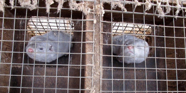 In this Feb. 12, 2013 photo two minks in cages at Bob Zimbal's fur farm in Sheboygan Falls, Wis. The U.S. fur industry has been volatile over the past 15 year with falling pelt prices that forcing dozens of American farms out of business. (AP Photo/Carrie Antlfinger)