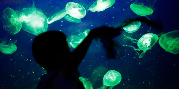 A visitor looks at jellyfish displayed at an aquarium in Shanghai, China, Friday, July 19, 2013. (AP Photo/Eugene Hoshiko)