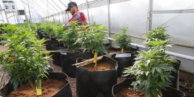 FILE - In this Feb. 7, 2014 file photo, a worker cultivates a special strain of medical marijuana known as Charlotte's Web inside a greenhouse, in a remote spot in the mountains west of Colorado Springs, Colo. Utah will begin issuing registration cards Tuesday, July 8, 2014, for its limited medical marijuana program targeting adults and children with severe epilepsy. (AP Photo/Brennan Linsley, File)