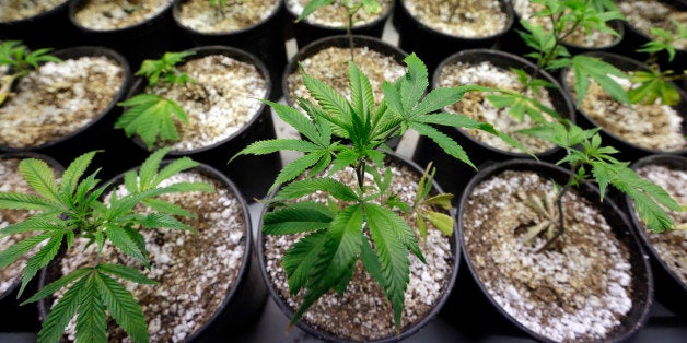 In this photo taken Tuesday, Jan. 13, 2015, young plants stand under grow lamps at the Pioneer Production and Processing marijuana growing facility in Arlington, Wash. Washingtonâs second-in-the-nation legal marijuana market opened last summer to a dearth of weed, with some stores periodically closed because they didnât have pot to sell and prices were through the roof. Six months later, the equation has flipped, bringing serious growing pains to the new industry. Prices are starting to come down in the stateâs licensed pot shops, but due to a glut, growers are struggling to sell their marijuana. (AP Photo/Elaine Thompson)