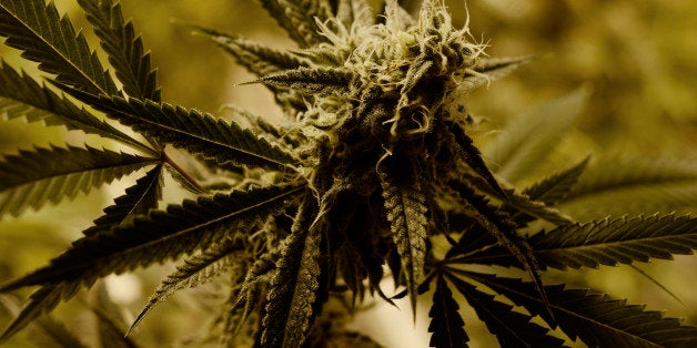 DENVER, CO - MARCH 11: Marijuana grows at 3D Cannabis Center in Denver, March 11, 2015. Colorado pot sales soar to record in