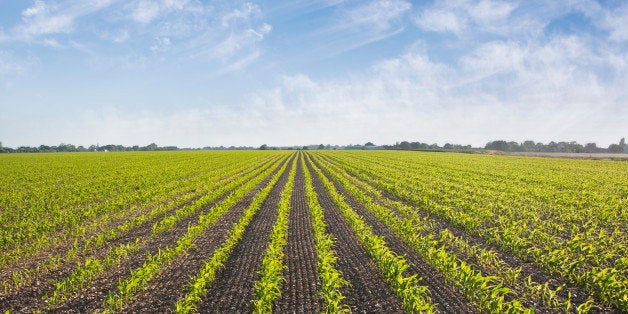 Plants growing in field