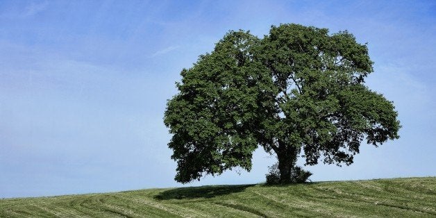 NEWTOWN SQUARE, PENNSYLVANIA, UNITED STATES - 2014/05/20: Lone mature tree on rural farm hill. (Photo by John Greim/LightRock