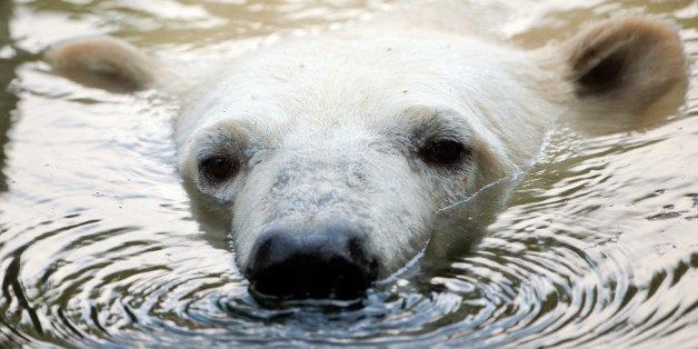 Young polar bear Wolodja swims in his compound in the Tierpark in locality Friedrichsfelde in Berlin, Germany, 23 August 2013. The two-year-old male bear, born on 27 November 2011 inMoscow, arrived on 09 August 2013 in Berlin. In Berlin, Wolodja is supposed to mate with female ice bear Tonja. Photo: TIM BRAKEMEIER