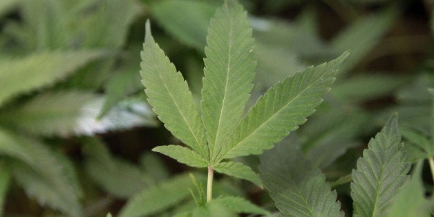 FILE - This Feb. 1, 2011 file photo shows medical marijuana clone plants at a medical marijuana dispensary in Oakland, Calif.