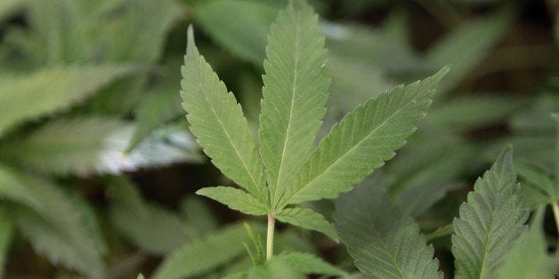 FILE - This Feb. 1, 2011 file photo shows medical marijuana clone plants at a medical marijuana dispensary in Oakland, Calif. A federal judge considering whether federal authorities should continue to classify marijuana among the most dangerous drugs, a list that currently also includes heroin and LSD, is set to hold a status conference on the case with attorneys. (AP Photo/Jeff Chiu, File)