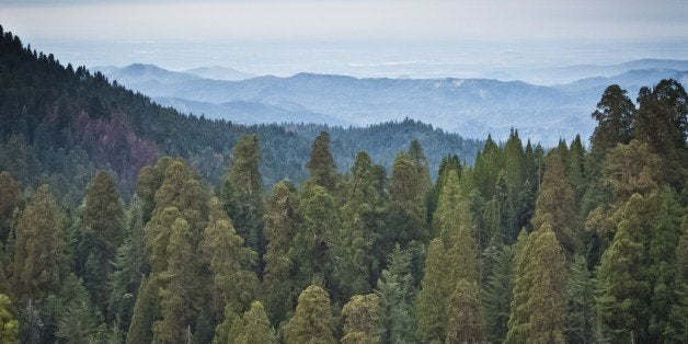 A picture taken March 09, 2014 shows Giant Sequoia trees (Sequoiadendron giganteum) at the Giant Forest at Sequoia National Park in California. Five of the ten most massive trees on the planet are located within the Giant Forest. AFP PHOTO/MLADEN ANTONOV (Photo credit should read MLADEN ANTONOV/AFP/Getty Images)