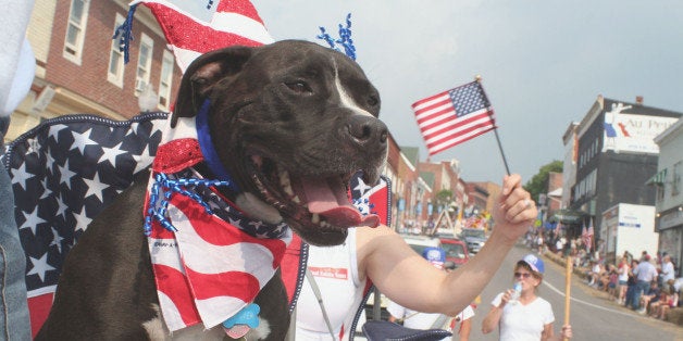 Chester, a pit bull, adorned with patriotic decorations, rides on a horse-drawn carriage in the July Fourth paradeTuesday, July 4, 2006, in Frostburg, Md. More than 1000 veterans mostly from Maryland, Pennsylvania and West Virginia marched in the parade, a prelude to the 30th annual Elks Derby Day. (AP Photo/John A. Bone)