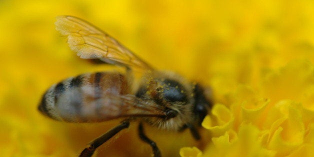 Honeybee on a marigold flower.