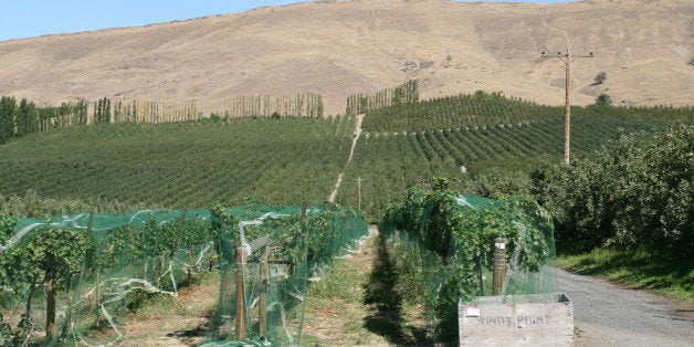 The Windy Point Vineyards in Wapato, Yakima River Valley.