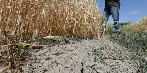 In this photo taken Monday, May 18, 2015, Gino Celli inspects wheat nearing harvest on his farm near Stockton, Calif. Celli, who farms 1,500 acres of land and manages another 7,000 acres, has senior water rights and draws his irrigation water from the Sacramento-San Joaquin River Delta. Farmers in the Sacramento-San Joaquin River Delta who have California's oldest water rights are proposing to voluntarily cut their use by 25 percent to avoid the possibility of even harsher restrictions by the state later this summer as the record drought continues.(AP Photo/Rich Pedroncelli)