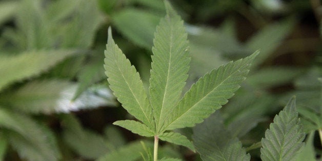 FILE - This Feb. 1, 2011 file photo shows medical marijuana clone plants at a medical marijuana dispensary in Oakland, Calif.