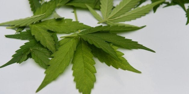 Picture of cannabis leaves taken at a lab in Santiago on April 7, 2015. Chile's congressional health committee approved a bil