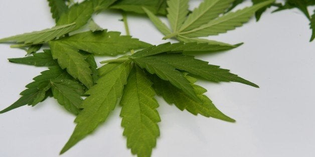 Picture of cannabis leaves taken at a lab in Santiago on April 7, 2015. Chile's congressional health committee approved a bill Monday that would legalize the cultivation of marijuana for private recreational or medicinal use, sending it to the floor for a full debate. The bill would take marijuana off the list of hard drugs in the socially conservative country and make it a soft drug like alcohol. It would allow people over the age of 18 to grow up to six cannabis plants for their own use, or for use by minors if they are patients using the substance as part of a prescribed treatment regimen. AFP PHOTO / MARTIN BERNETTI (Photo credit should read MARTIN BERNETTI/AFP/Getty Images)