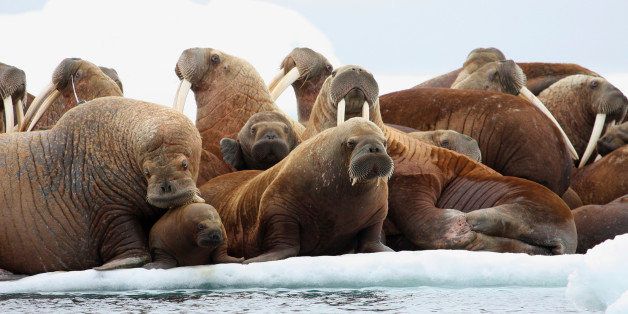 This July 17, 2012 photo released by the U.S. Geological Survey shows adult female walruses on an ice flow with young walruses in the Eastern Chukchi Sea, Alaska. A remote plateau on the Arctic Ocean floor, where thousands of Pacific walrus gather to feed and raise pups, has received new protections from the Obama administration that recognize it as a biological hot spot and mark it off-limits to future oil drilling. (AP Photo/U.S. Geological Survey, S.A. Sonsthagen)