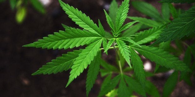 Marijuana plants grow on the grounds of the Bob Marley Museum in Kingston, Jamaica, June 9, 2015. AFP PHOTO/ROBYN BECK (Photo credit should read ROBYN BECK/AFP/Getty Images)