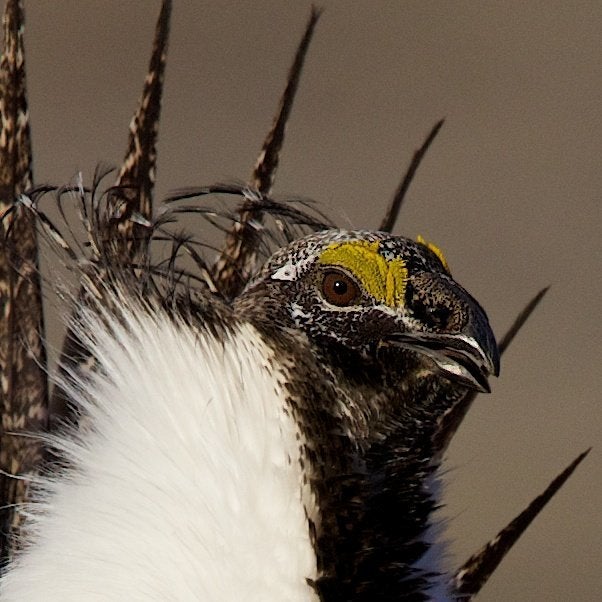 Close-up of male sage-grouse.