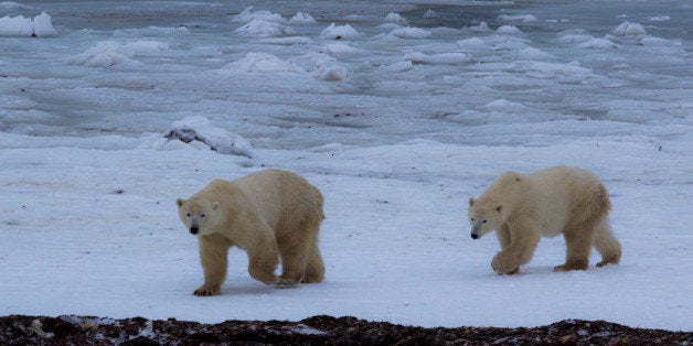 Located along the shores of Hudson Bay, Churchill serves as a central gathering point for both Humans and Polar Bears alike.