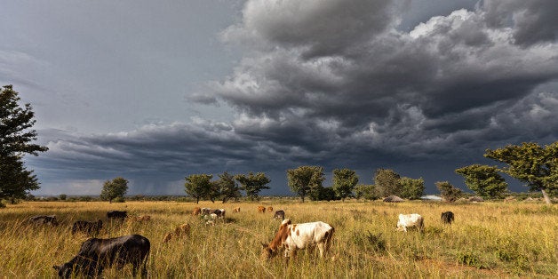 These are some of the super chill cows from the village of Oditel. There is also an oncoming storm. I remember that the moment I saw this I exclaimed out loud and the children I was with were startled. I pointed in this direction and they couldn't see what I was seeing... because they see awesome sights like this every. day. It's all about what you're used to i guess.