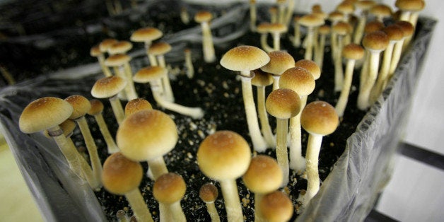 Magic mushrooms are seen in a grow room at the Procare farm in Hazerswoude, central Netherlands, Friday Aug. 3, 2007. Procare