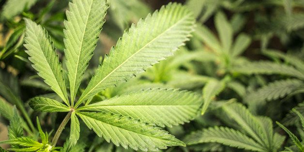 Marijuana garden with close up of big leaf