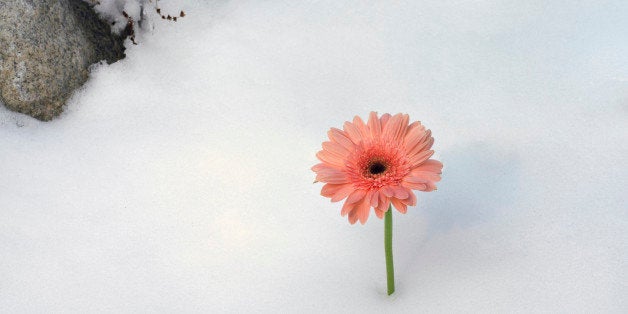 Gerber daisy blooming in snow