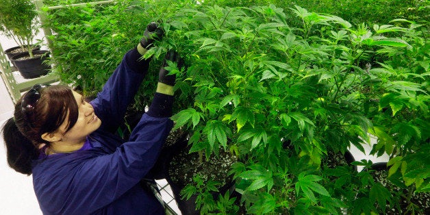 FILE - In this Sept. 15, 2015 file photo, Ashley Thompson inspects marijuana plants inside the "Mother Room" at the Ataraxia medical marijuana cultivation center in Albion, Ill. Illinoisâ pilot medical cannabis program was selected as one of the top ten stories in Illinois for 2015. (AP Photo/Seth Perlman, File)