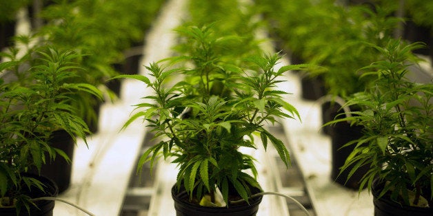 Medical marijuana plants grow in a climate controlled growing room at the Tweed Inc. facility in Smith Falls, Ontario, Canada, on Nov. 11, 2015. Construction and marijuana companies are poised to benefit from the Liberal Party's decisive win in Canada's election, with leader Justin Trudeau vowing to fund infrastructure spending with deficits and legalize cannabis. Photographer: James MacDonald/Bloomberg via Getty Images