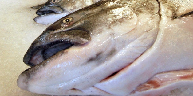 King salmon, also known as chinook, sit on ice at the Pike Place Fish Market Monday, Sept. 20, 2010, in Seattle. U.S. government food regulators pondered Monday whether to say, for the first time, that it's OK to market a genetically engineered animal as safe for American people to eat. The Food and Drug Administration is holding two days of hearings on a request to market genetically modified salmon. (AP Photo/Elaine Thompson)