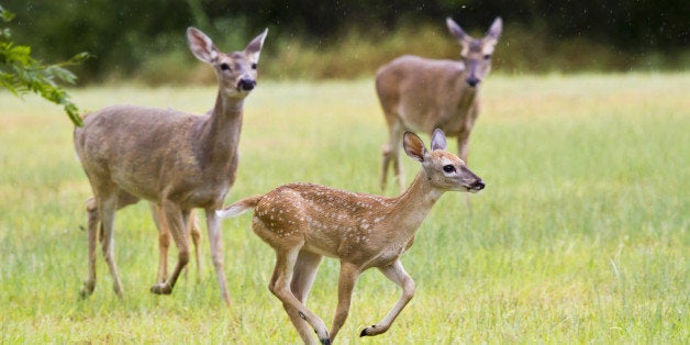 The white-tailed deer (Odocoileus virginianus), also known as the Virginia deer or simply as the whitetail, is a medium-sized